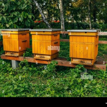 Modern Beehive