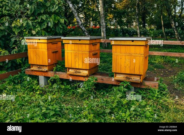 Modern Beehive