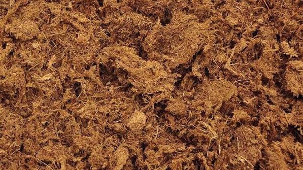 Peat Moss (ፒት ሞስ)