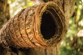 Traditional Beehive